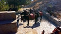 Donkeys at work, Lindos, Rhodes, Greece