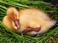 Tired duckling Royalty Free Stock Photo