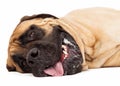Tired English Mastiff Closeup Royalty Free Stock Photo