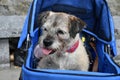 Tired old cairn terrier transportated in a dog buggy