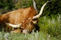 Sleepy Texas longhorn cow