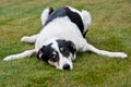 Tired farm dog