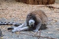 Tired female ring-tailed lemur fell asleep in a sitting position