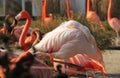 Tired Flamingo