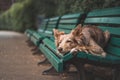 Tired four-legged pet is resting on a green bench with his head between the tapas, waiting for his owner. A tired red dog on a