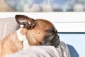 Tired French Bulldog dog resting head in sun