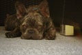 French Bulldog resting on the back patio