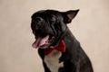 Tired french bulldog wearing red bowtie sitting and yawning