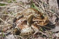 Tired frog - mating of toads Royalty Free Stock Photo