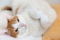 Tired ginger cat rest on bed and looking with pinched eyes