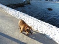 A tired ginger dog returns from a walk on the road near the sea