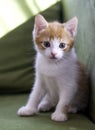 Tired ginger little kitten sits on a green sofa and upsets