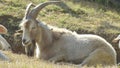 Tired goat take a nap in Green Fields