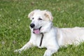 Labrador puppy on green grass Royalty Free Stock Photo