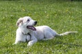 Labrador puppy on green grass Royalty Free Stock Photo