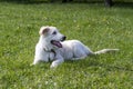 Labrador puppy on green grass Royalty Free Stock Photo