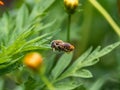 Tired honey bee on a small leaf of grass Royalty Free Stock Photo