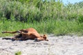 A tired horse resting on the sand during a hot day exhausted by work