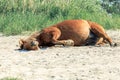 A tired horse sleeps on the sand under the sun