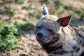 Tired hyena looks into the camera. Photo portrait of a wild animal. Royalty Free Stock Photo