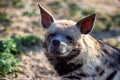 Tired hyena looks into the camera. Photo portrait of a wild animal. Royalty Free Stock Photo