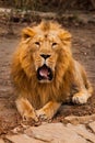 Tired, jaws ajar powerful body. powerful male lion with a chic mane impressively lies