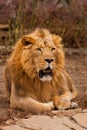 Tired, jaws ajar powerful body. powerful male lion with a chic mane impressively lies