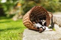 Tired kitten sleeping in funny position hidden in vintage basket Royalty Free Stock Photo