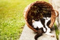 Tired kitten sleeping in shadow, resting on its back in funny position hidden in vintage vicker basket Royalty Free Stock Photo