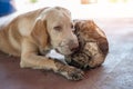 Tired labrador dog after palying with ball