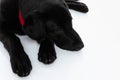 Tired labrador dog resting on the ground