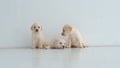 Tired labrador puppies sit and lies on a floor Royalty Free Stock Photo