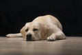 tired Labrador Retriever dog lies and looks at camera on black