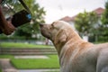 Tired Labrador retriever drink water Royalty Free Stock Photo
