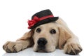 Tired labrador retriever puppy wearing a black and red hat Royalty Free Stock Photo