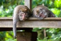 Cute monkeys lives in Ubud Monkey Forest, Bali, Indonesia. Royalty Free Stock Photo