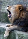 Tired lion with a big yawn Royalty Free Stock Photo