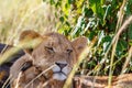 Tired lion cub resting in the shade