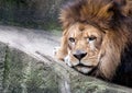 Tired lion portrait close up Royalty Free Stock Photo