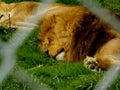 A tired lion sleeping at the zoo