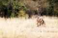 Tired lion yawning in Grasslands