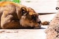 Tired lioness relaxing on the ground in the zoo on a sunny day