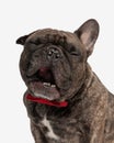 tired little french bulldog dog with red bowtie being sleepy and yawning Royalty Free Stock Photo