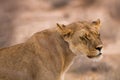 Portrait of a Kalahari lioness