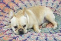 Sleepy Frenchie lying down in bed Royalty Free Stock Photo