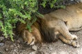 A tired male lion sleeping on the ground. Royalty Free Stock Photo