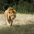 A tired male lion walks against the shadow. Ngorongoro crater