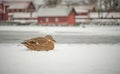 Mallard duck sleeping in the snow Royalty Free Stock Photo