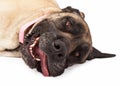 Tired Mastiff Closeup Royalty Free Stock Photo