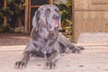 Neapolitan Mastiff Or Italian Mastiff Dog